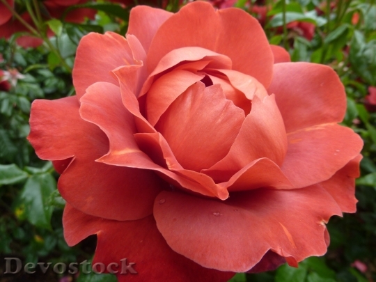 Devostock Colorful roses  (5)