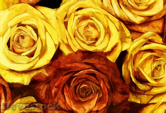 Devostock Colorful roses  (50)
