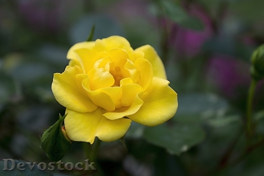 Devostock Colorful roses  (55)