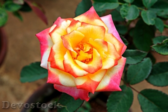 Devostock Colorful roses  (58)