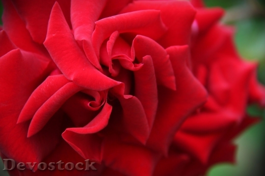 Devostock Colorful roses  (6)
