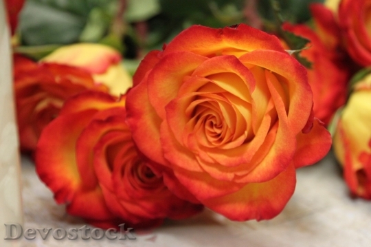 Devostock Colorful roses  (60)