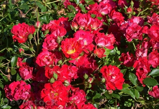 Devostock Colorful roses  (64)