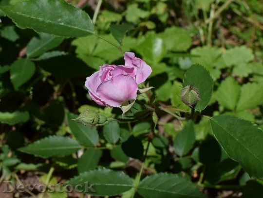 Devostock Colorful roses  (65)