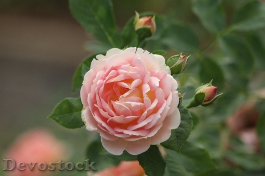 Devostock Colorful roses  (66)