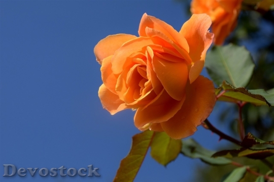Devostock Colorful roses  (67)
