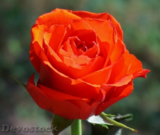 Devostock Colorful roses  (68)