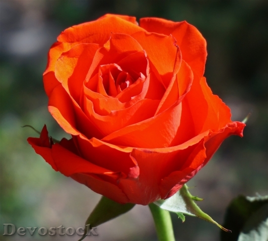 Devostock Colorful roses  (69)
