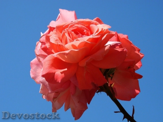 Devostock Colorful roses  (7)