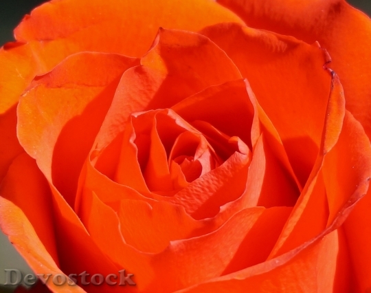 Devostock Colorful roses  (70)