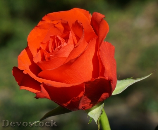 Devostock Colorful roses  (71)