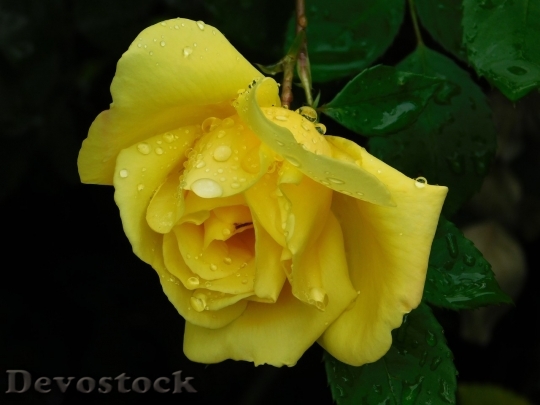 Devostock Colorful roses  (72)