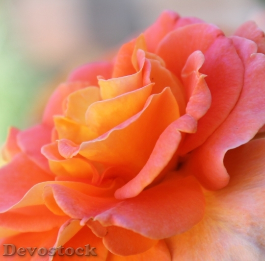 Devostock Colorful roses  (73)