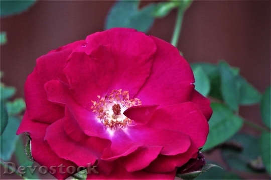 Devostock Colorful roses  (74)