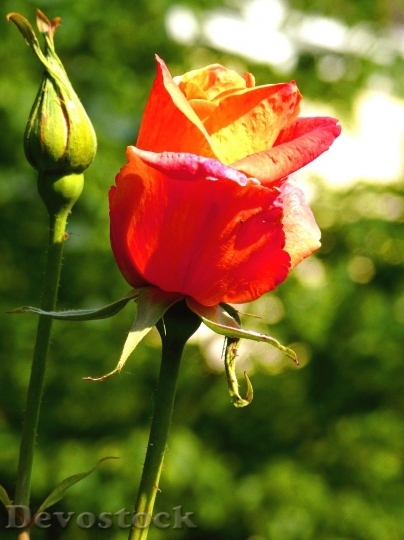 Devostock Colorful roses  (77)