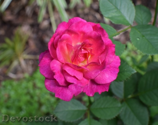 Devostock Colorful roses  (78)