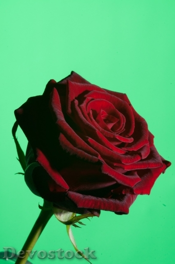 Devostock Colorful roses  (85)