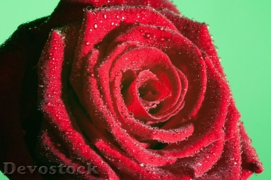 Devostock Colorful roses  (86)