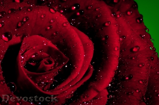 Devostock Colorful roses  (87)