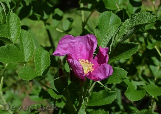 Devostock Colorful roses  (89)