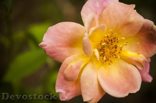 Devostock Colorful roses  (9)