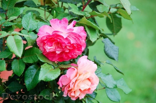 Devostock Colorful roses  (90)