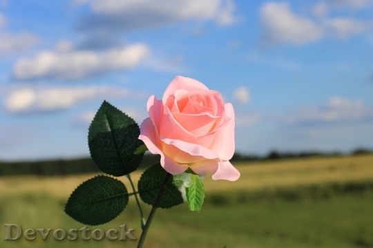 Devostock Colorful roses  (92)
