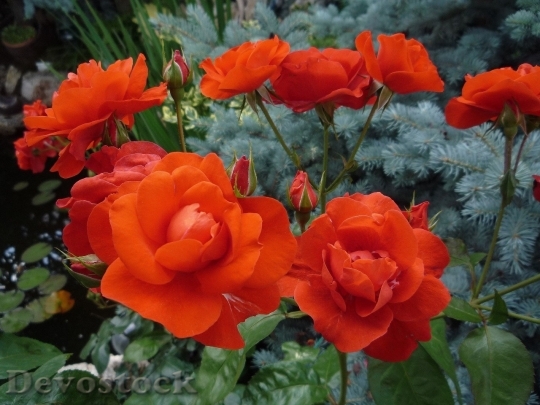 Devostock Colorful roses  (94)