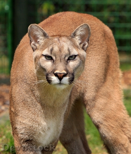 Devostock cougar-mountain-lion-puma-concolor-big-cat-53001.jpeg