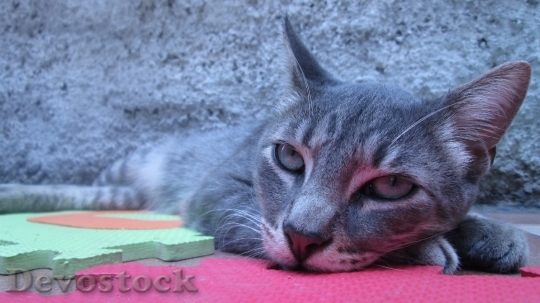 Devostock Cute cat relaxing