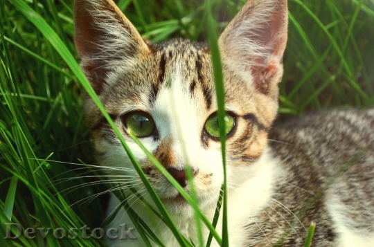 Devostock Cute cat UHD  (10)
