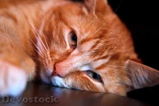 Devostock Cute cat UHD  (106).jpeg