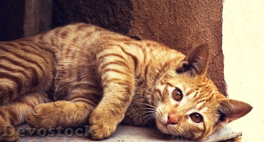 Devostock Cute cat UHD  (11)