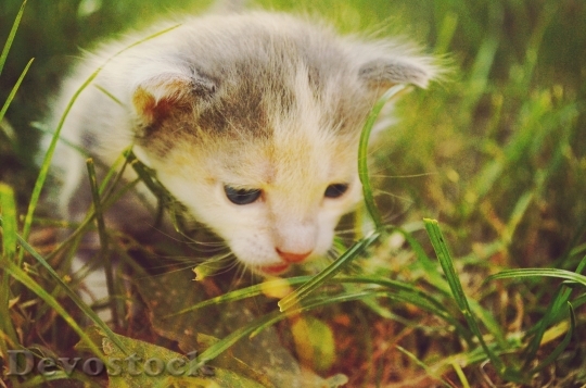 Devostock Cute cat UHD  (133)