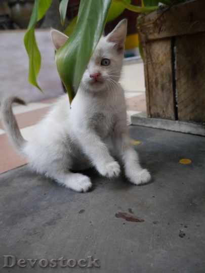 Devostock Cute cat UHD  (135).jpeg