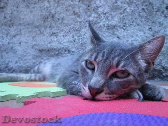 Devostock Cute cat UHD  (138).jpeg