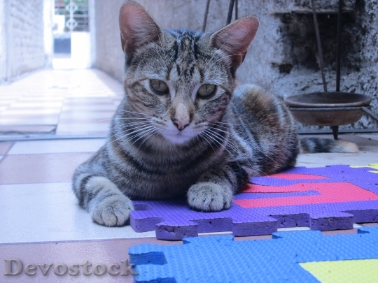 Devostock Cute cat UHD  (139).jpeg