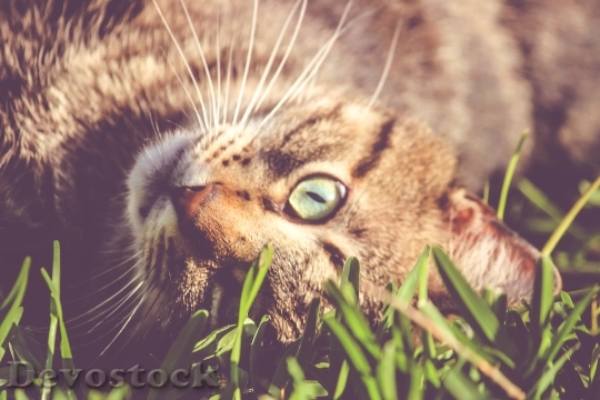 Devostock Cute cat UHD  (146).jpeg