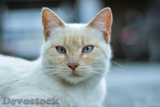 Devostock Cute cat UHD  (149).jpeg