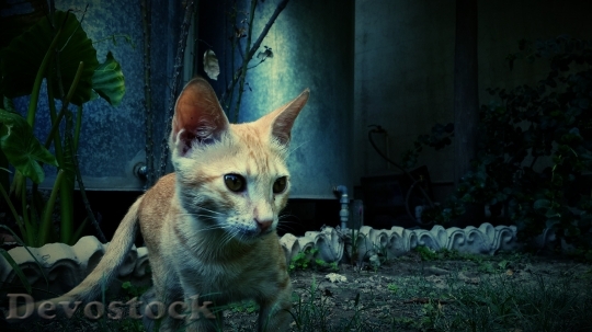 Devostock Cute cat UHD  (154).jpeg