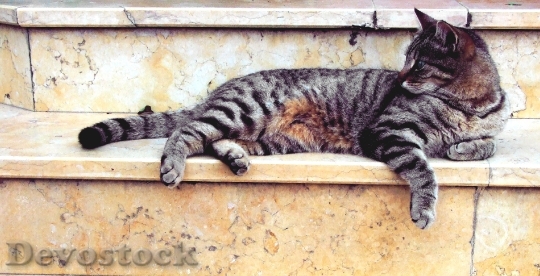Devostock Cute cat UHD  (156).jpeg