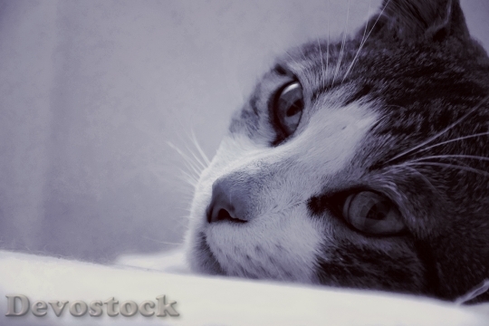 Devostock Cute cat UHD  (161)