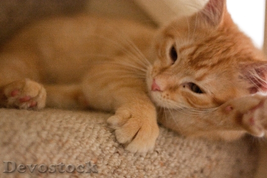 Devostock Cute cat UHD  (17)