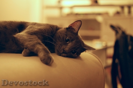 Devostock Cute cat UHD  (18)