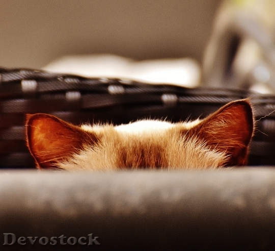 Devostock Cute cat UHD  (182).jpeg