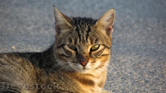 Devostock Cute cat UHD  (186).jpeg