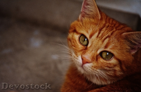 Devostock Cute cat UHD  (196)