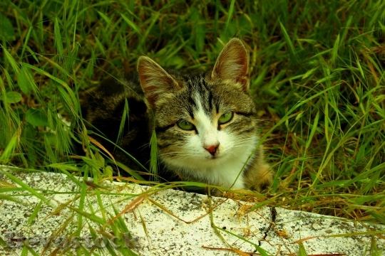 Devostock Cute cat UHD  (198).jpeg