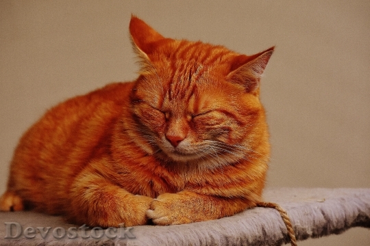 Devostock Cute cat UHD  (206)