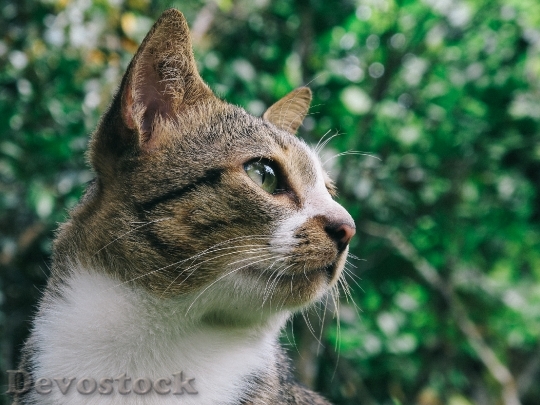Devostock Cute cat UHD  (221).jpeg